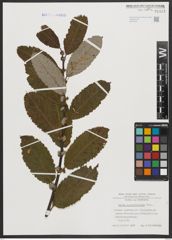 Foto von Salix appendiculata Vill.